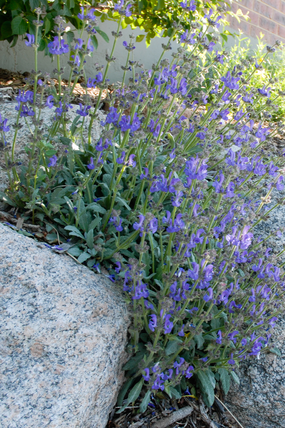 Platinum Sage